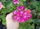 Pelargonium Peltatum